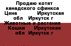 Продаю котят канадского сфинкса › Цена ­ 8 000 - Иркутская обл., Иркутск г. Животные и растения » Кошки   . Иркутская обл.,Иркутск г.